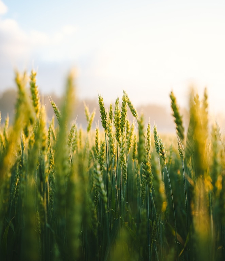 Agriculture