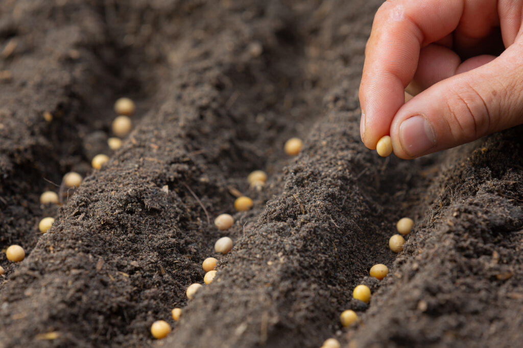 Hand planting a seed, illustrating fungal chitosan seed treatment