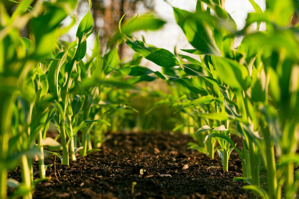 KitOgreen fungal chitosan for crop protection